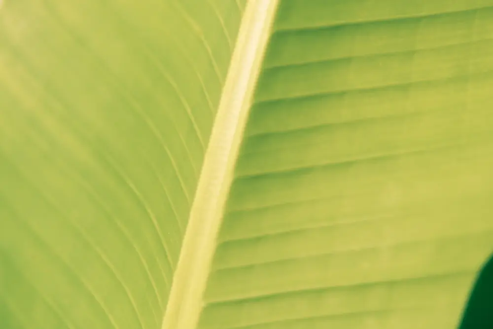 Naturfoto - Grünes Blatt