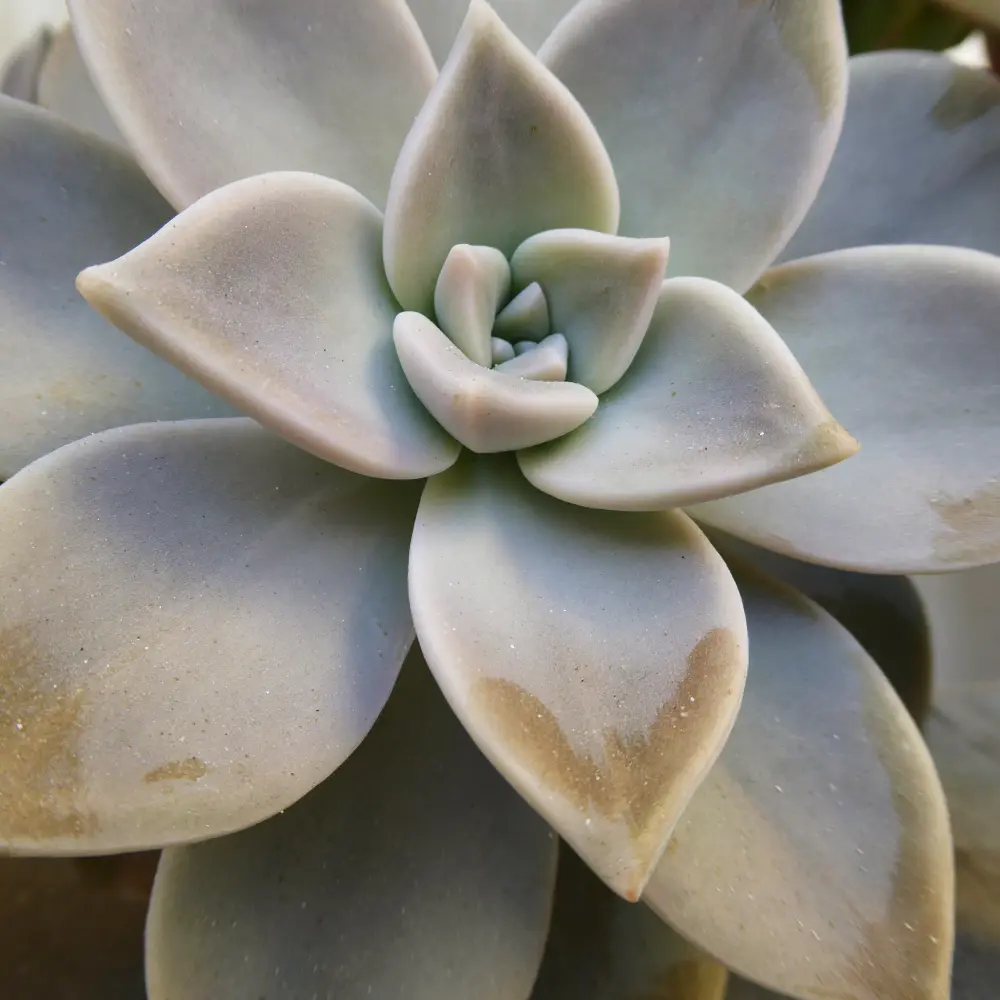 Naturfoto - Sukkulente